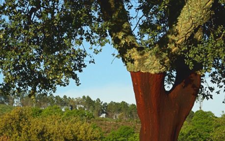cork tree