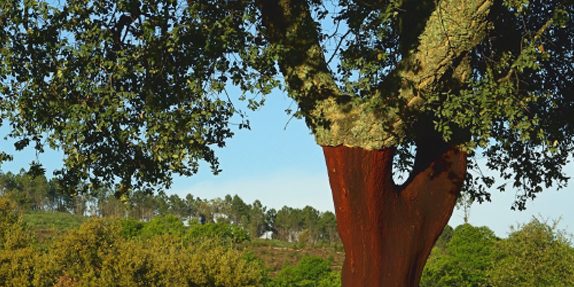 cork tree