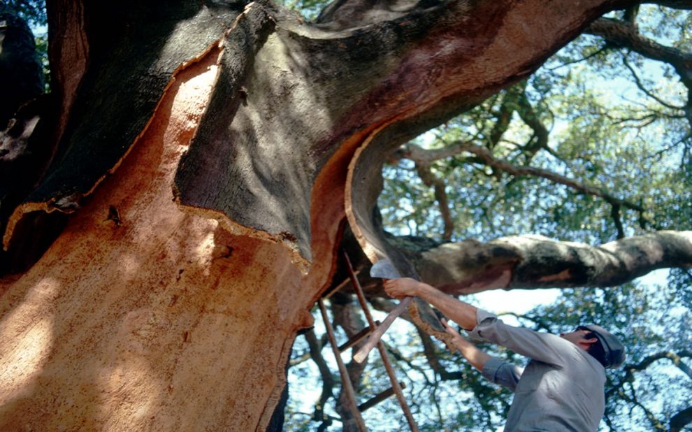 cork harvest