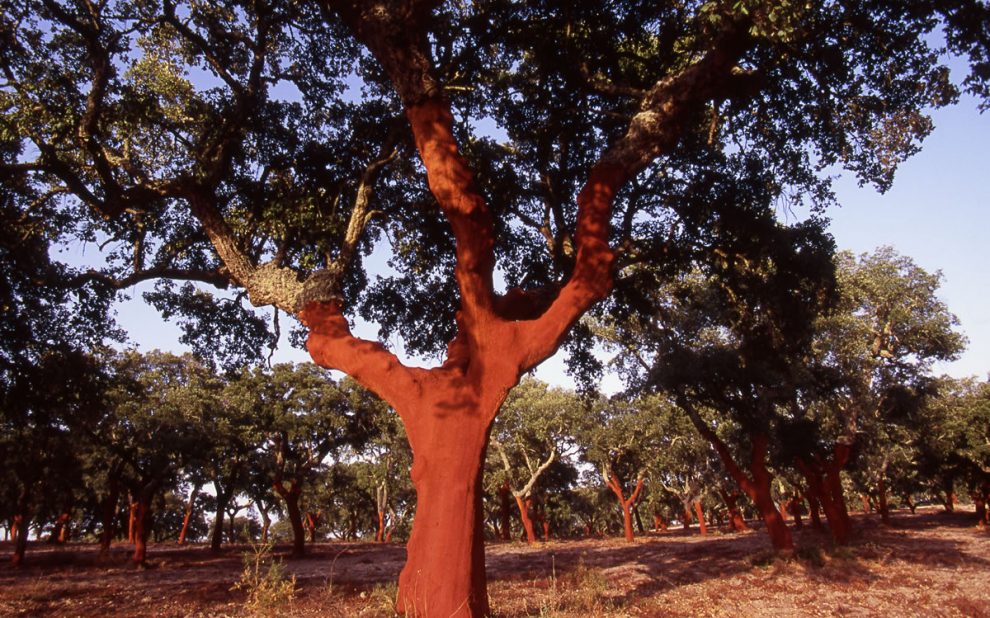 cork forest cork-from-portugal