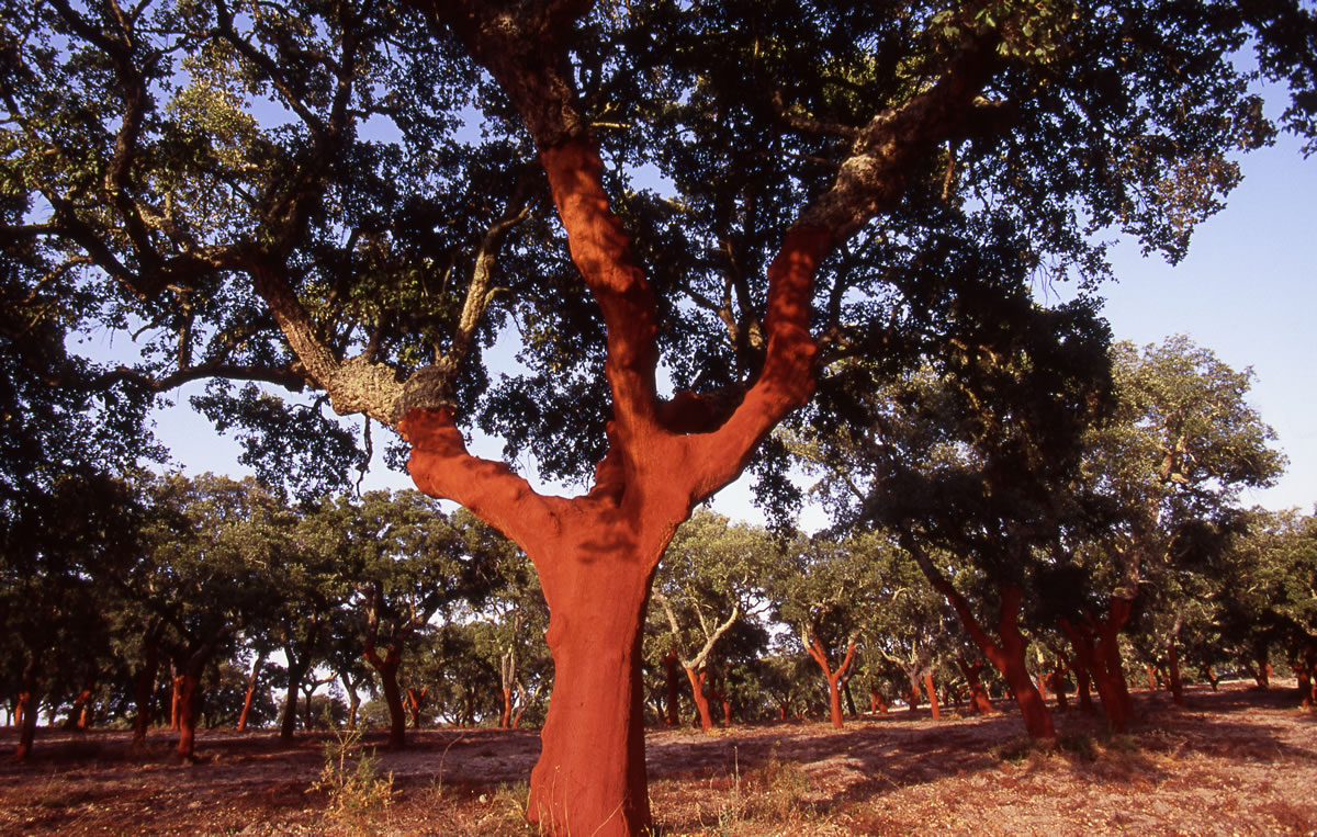 Where do natural wine corks come from? CorkLink cork products
