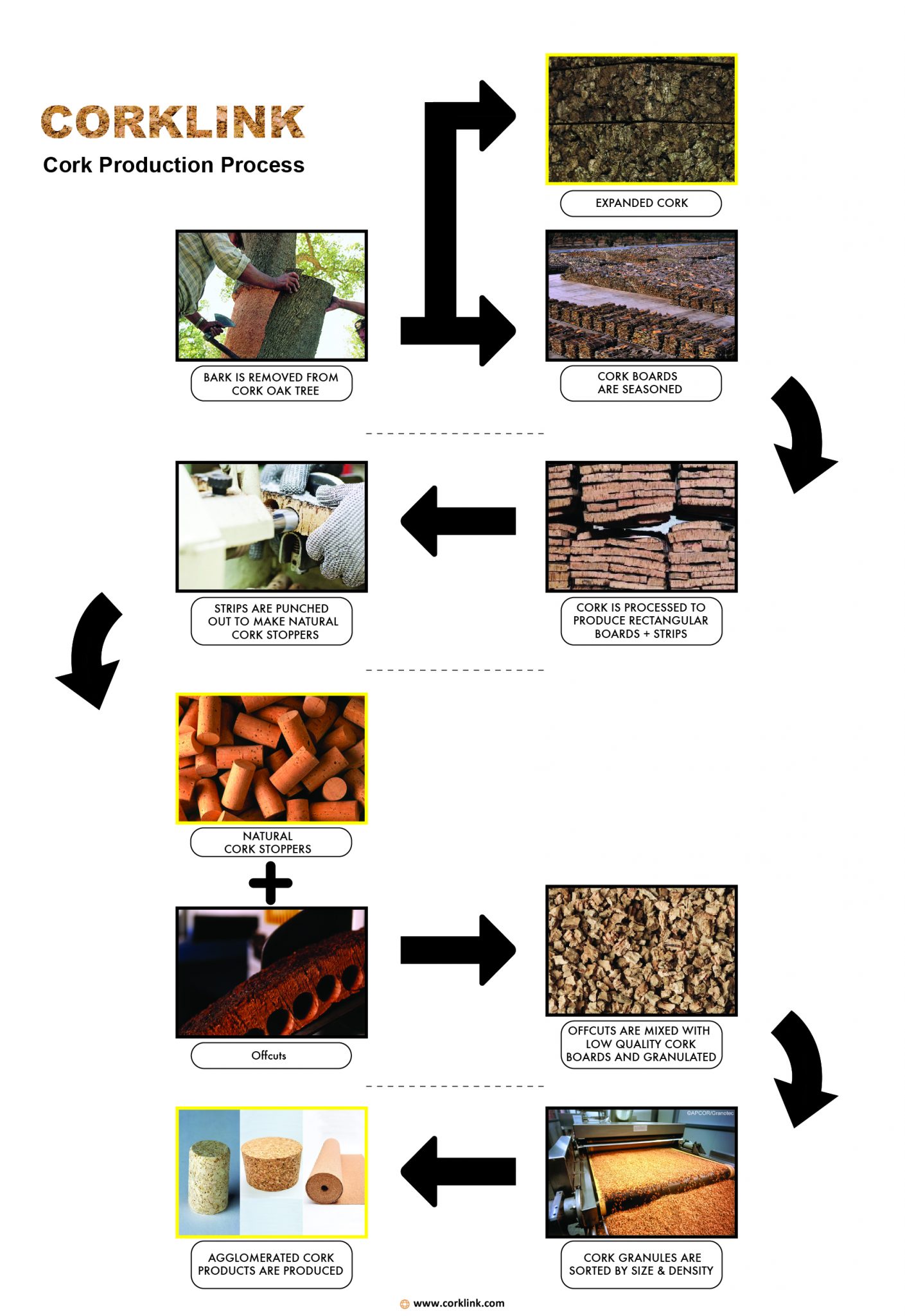 How cork products are made from tree bark to stopper CorkLink