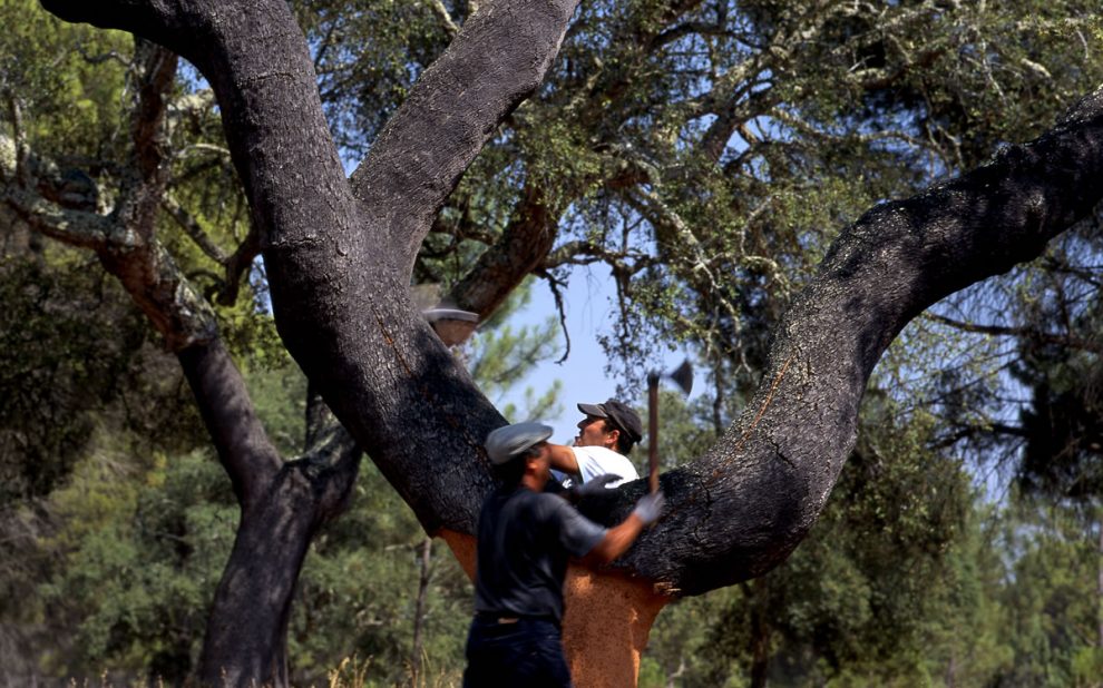 cork-bark-removal cork-harvest