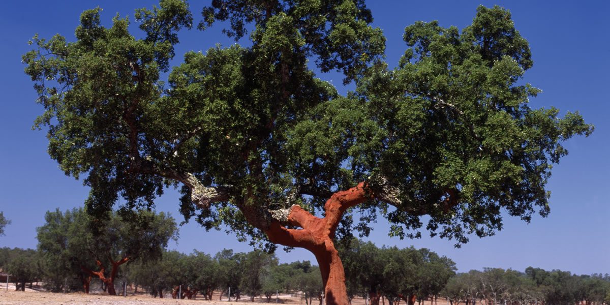 cork tree