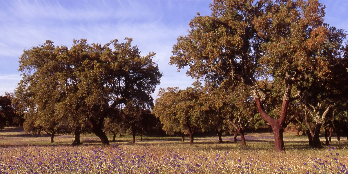 cork forest natural-cork