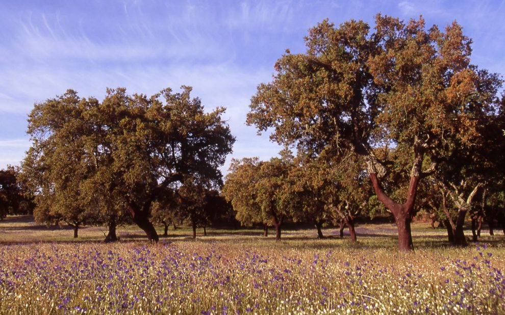cork forest natural-cork