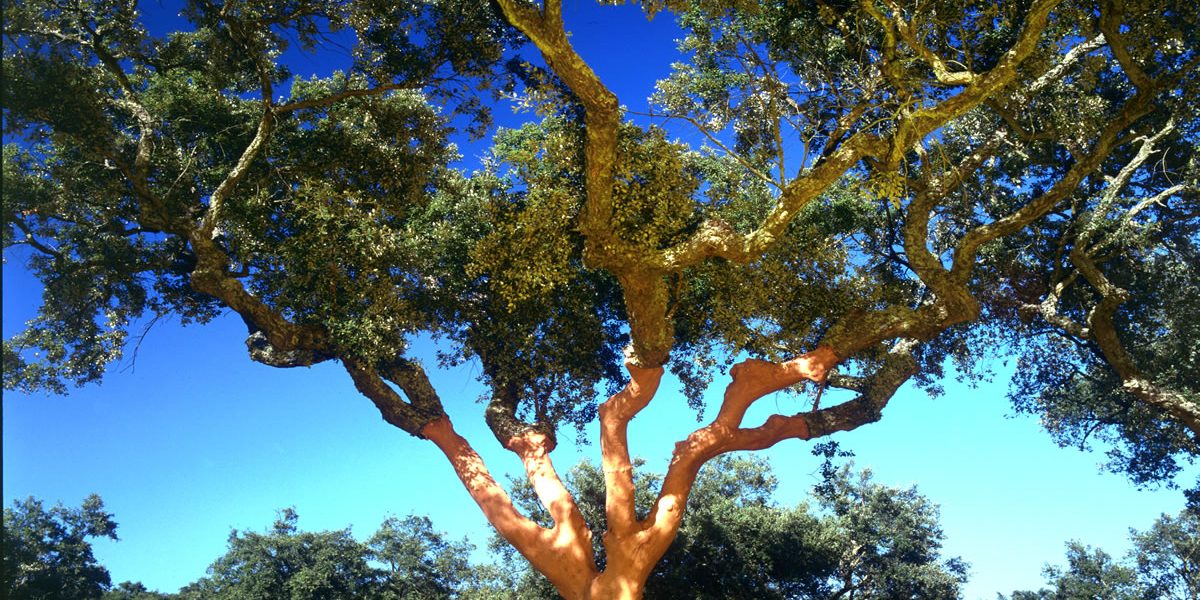 natural-cork-supplier