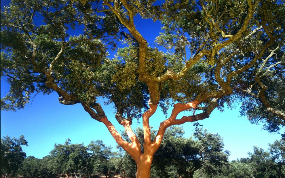 cork tree forest natural-cork-supplier