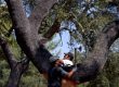 cork oak