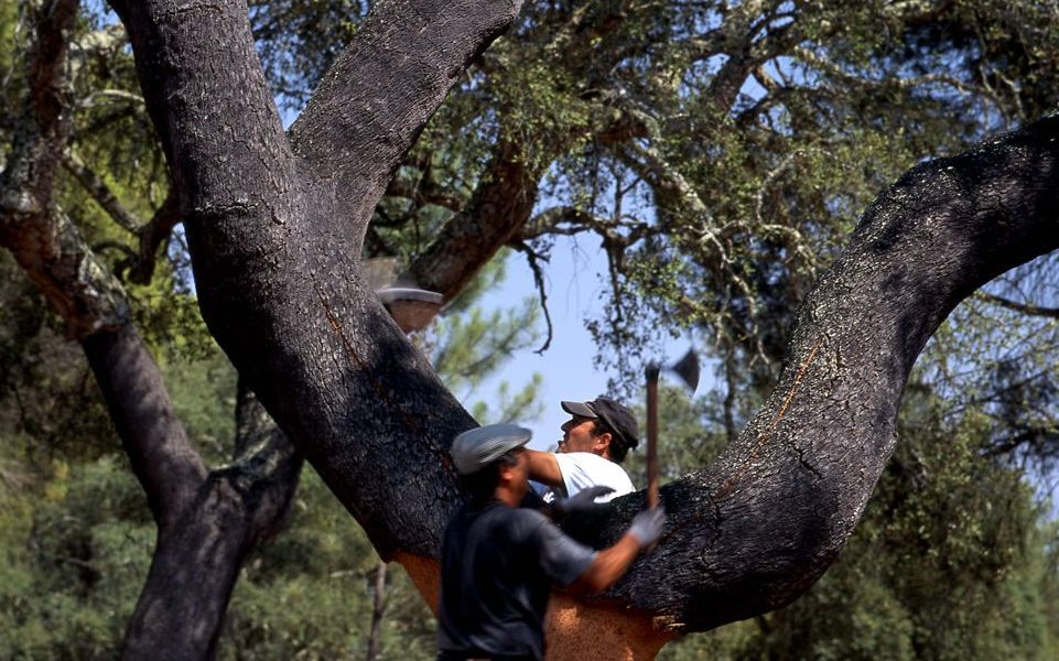 cork oak cork oak