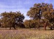 cork forest